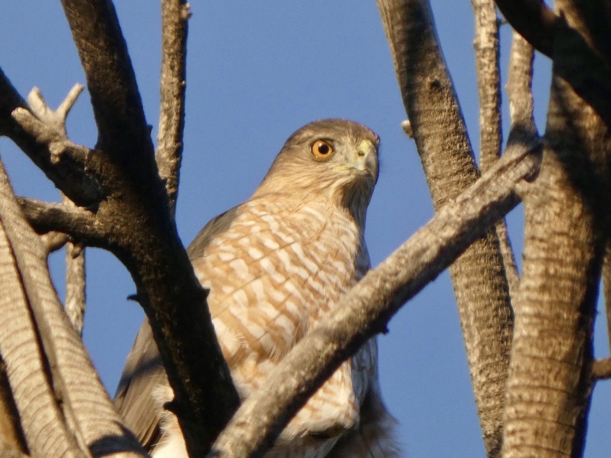 Cooper's Hawk - ML645686915
