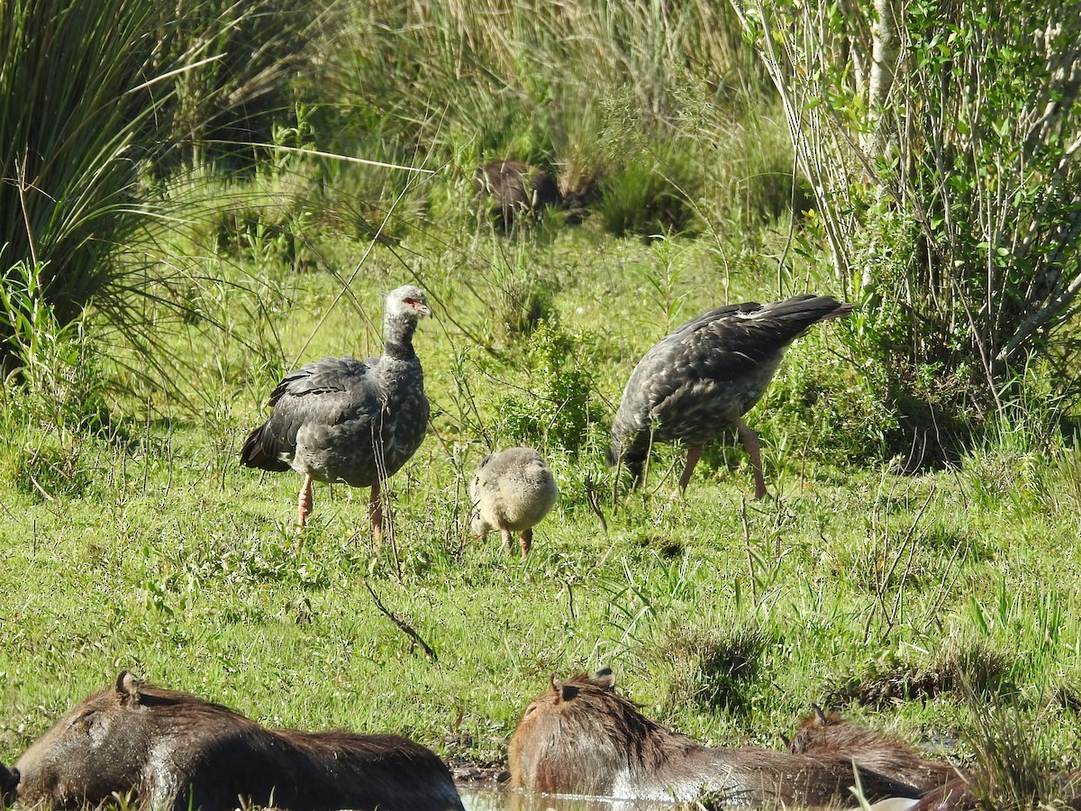 Southern Screamer - ML645686917