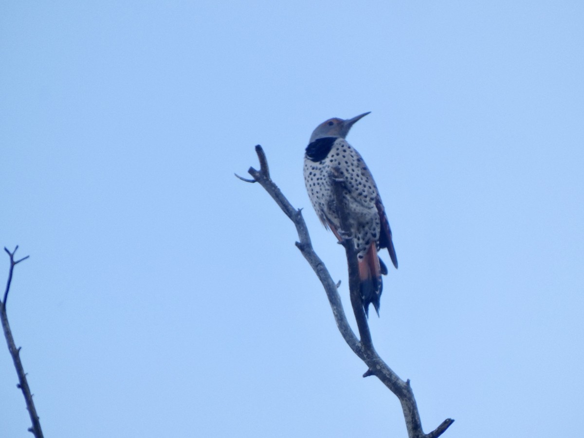 Northern Flicker - ML645686919