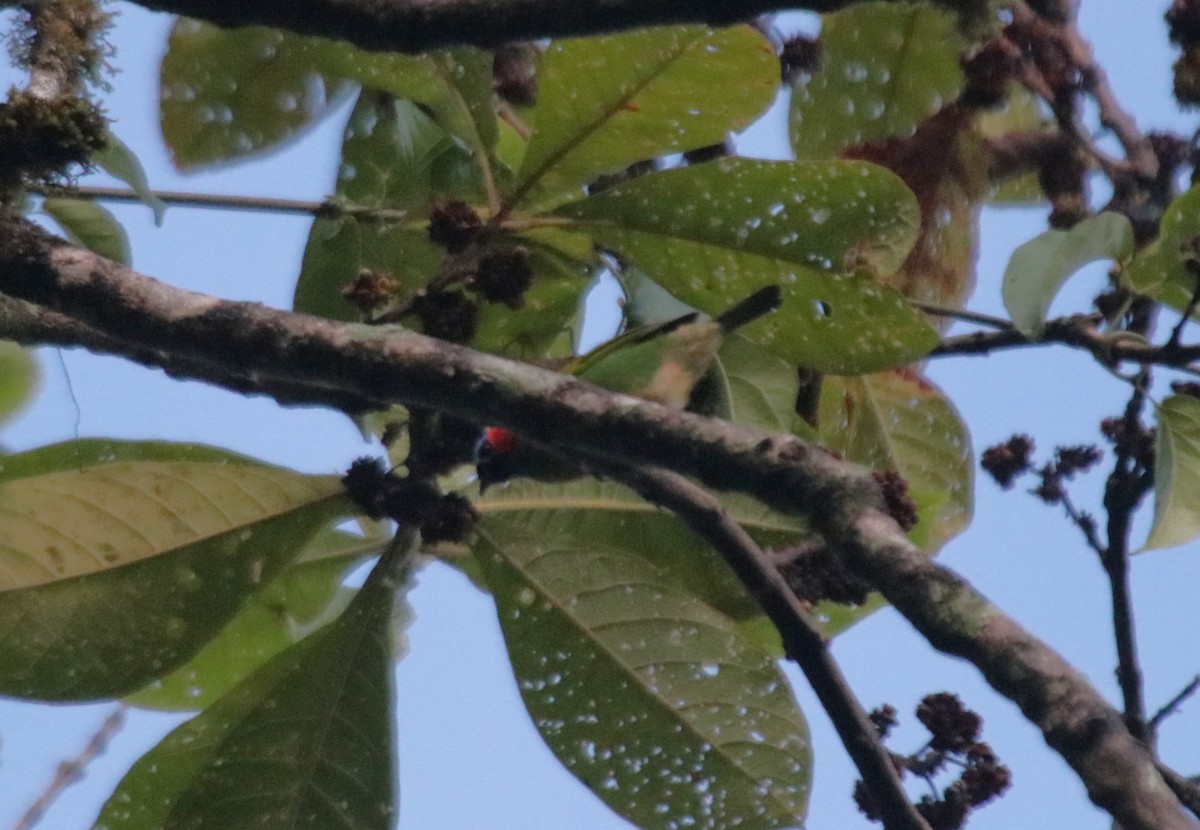 Red-necked Tanager - ML645686920