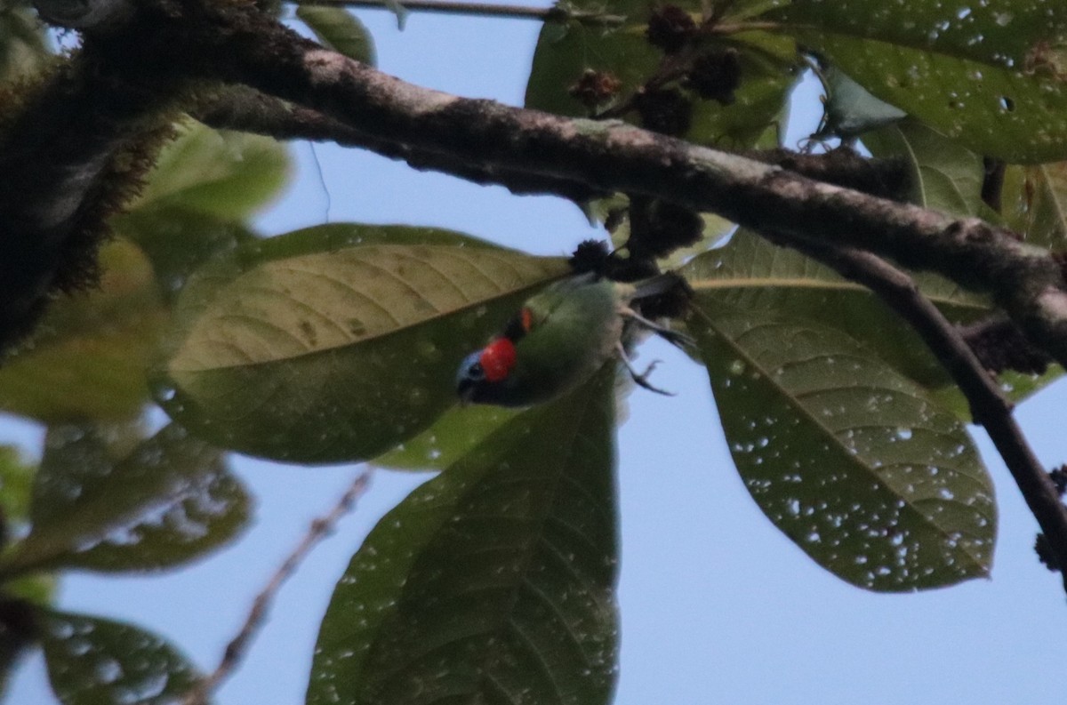 Red-necked Tanager - ML645686921