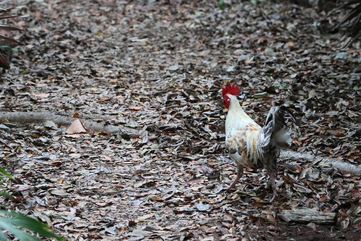 紅原雞 - ML645686923