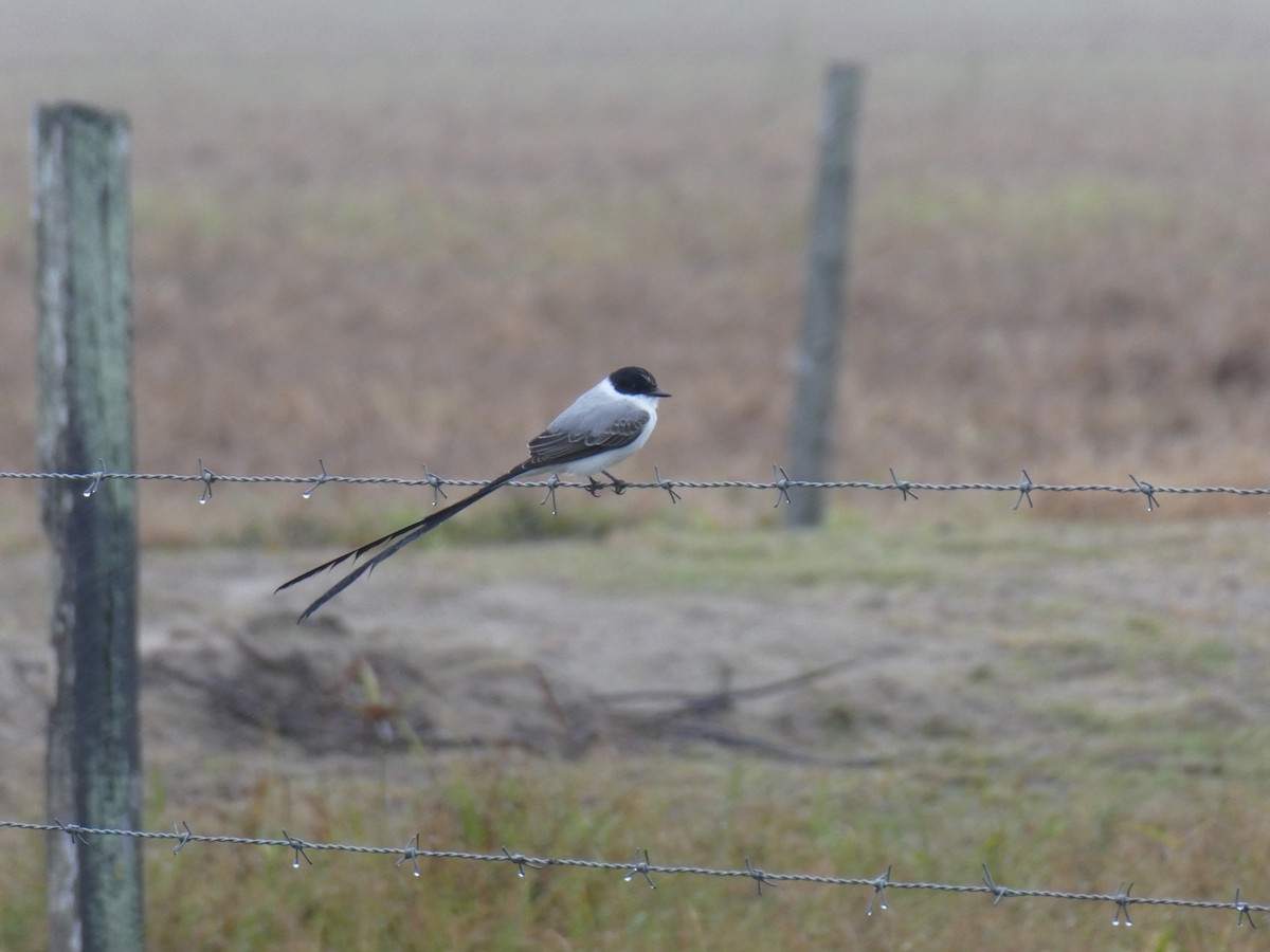 Fork-tailed Flycatcher - ML645686925