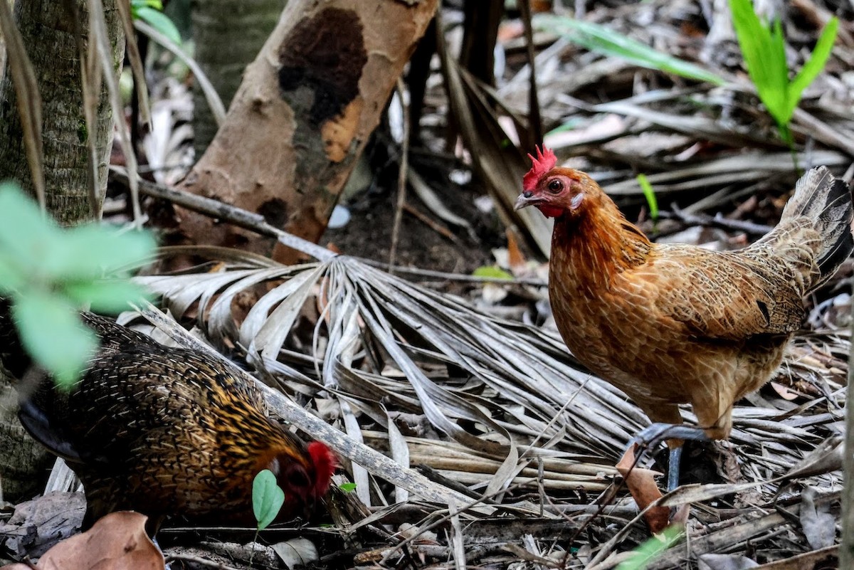 紅原雞 - ML645686926