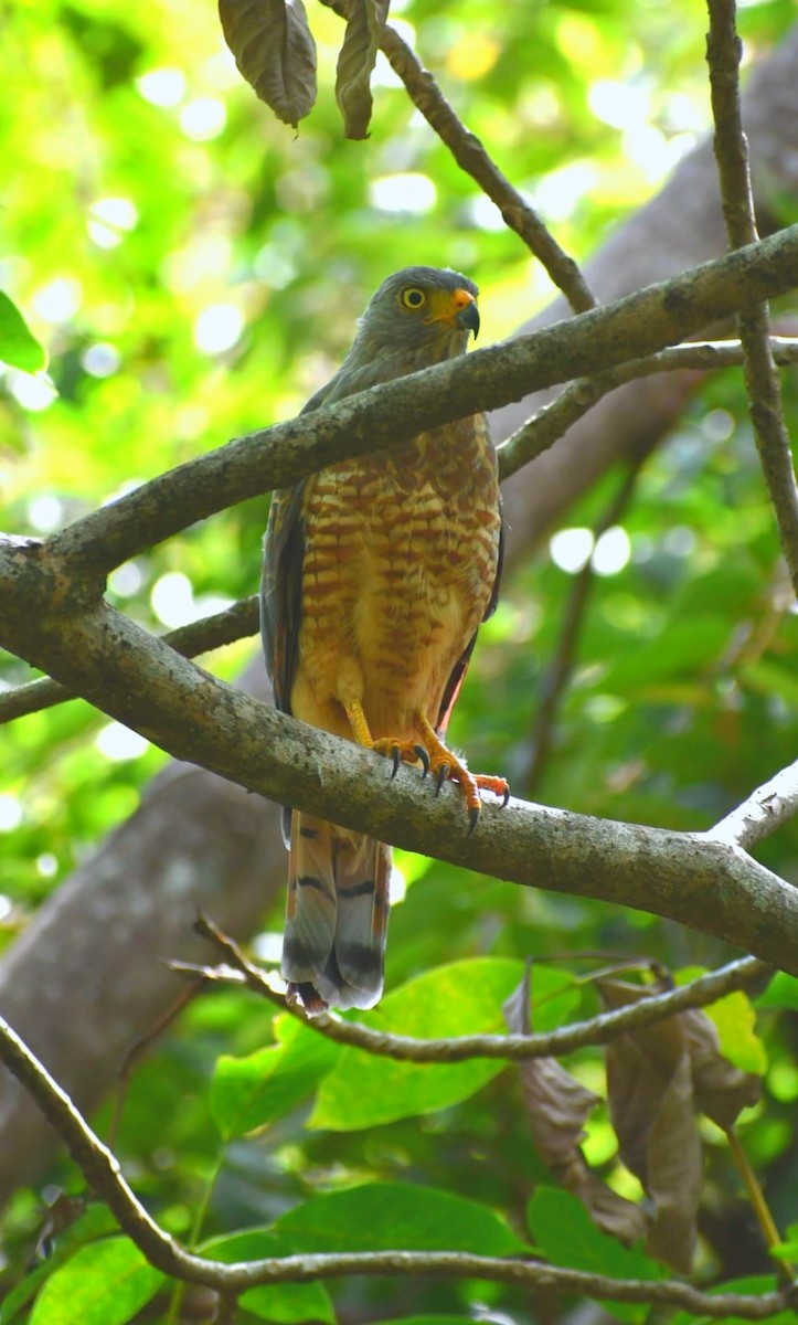 Roadside Hawk - ML645686927