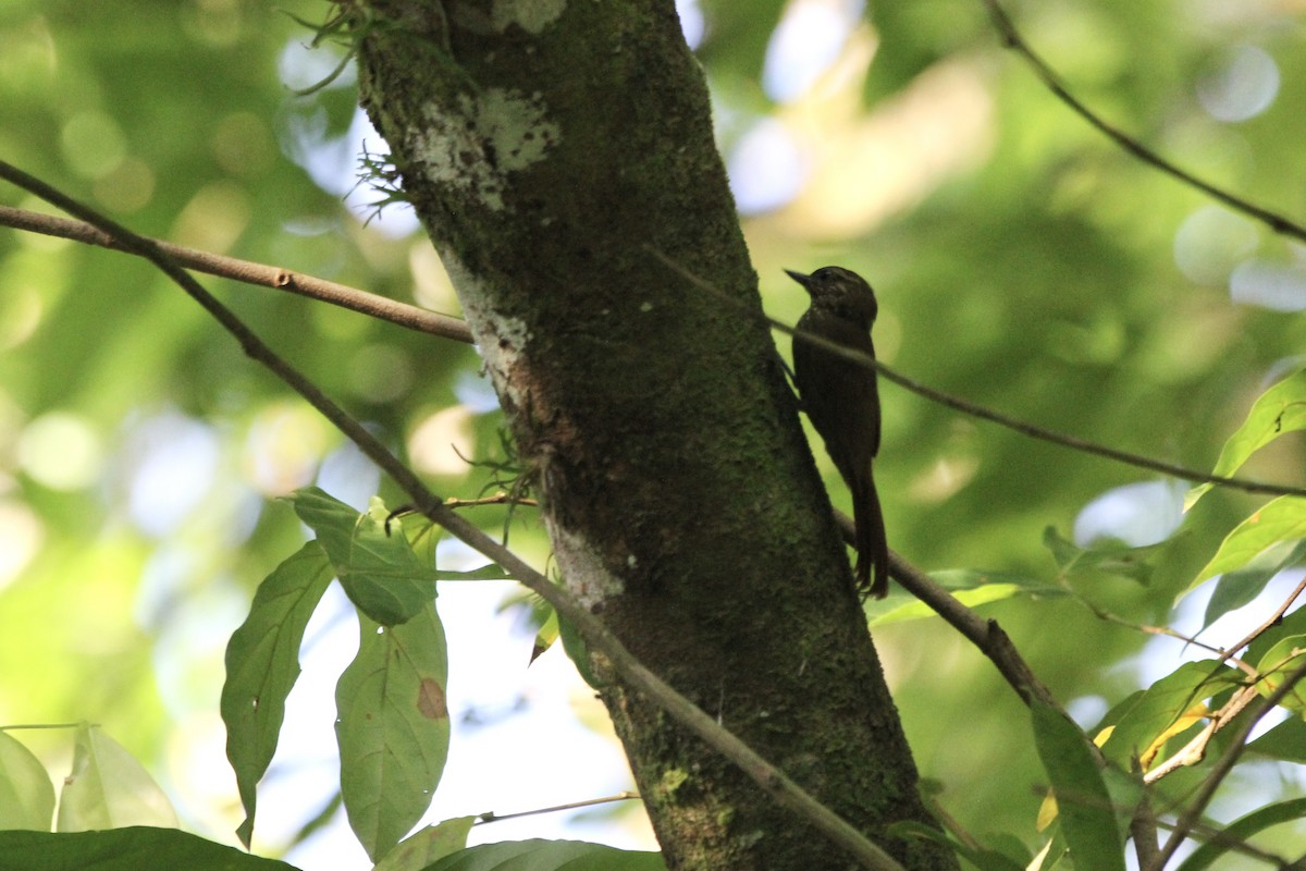 Wedge-billed Woodcreeper - ML645686928