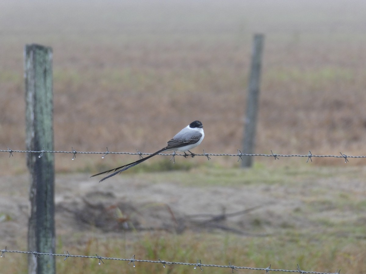 Fork-tailed Flycatcher - ML645686929