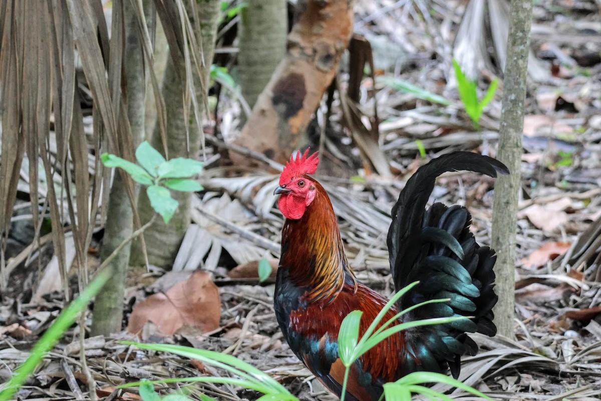 紅原雞 - ML645686930