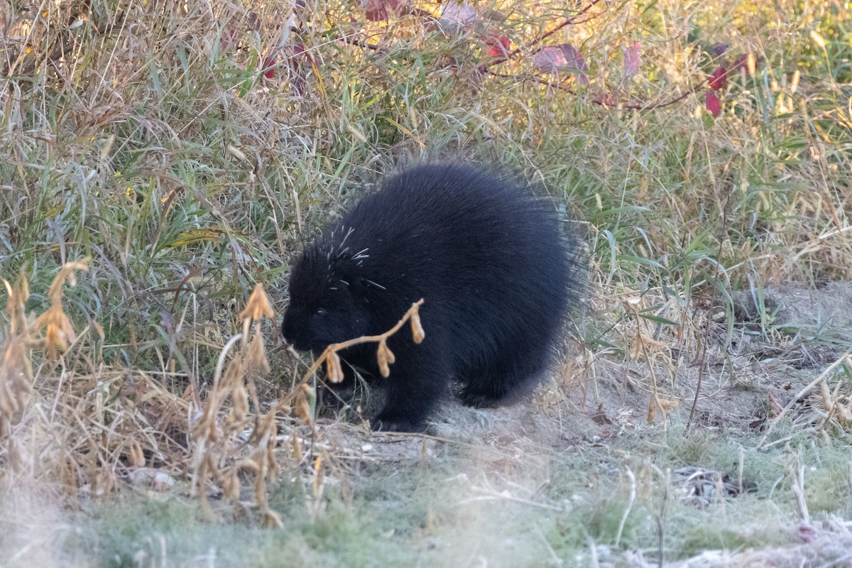 North American Porcupine - ML645686931