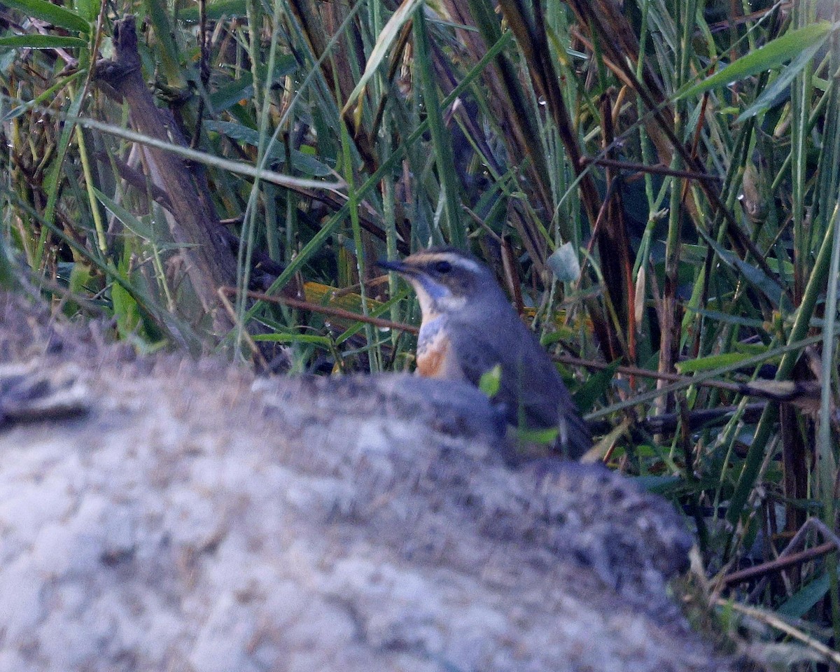 藍喉鴝 - ML645686934