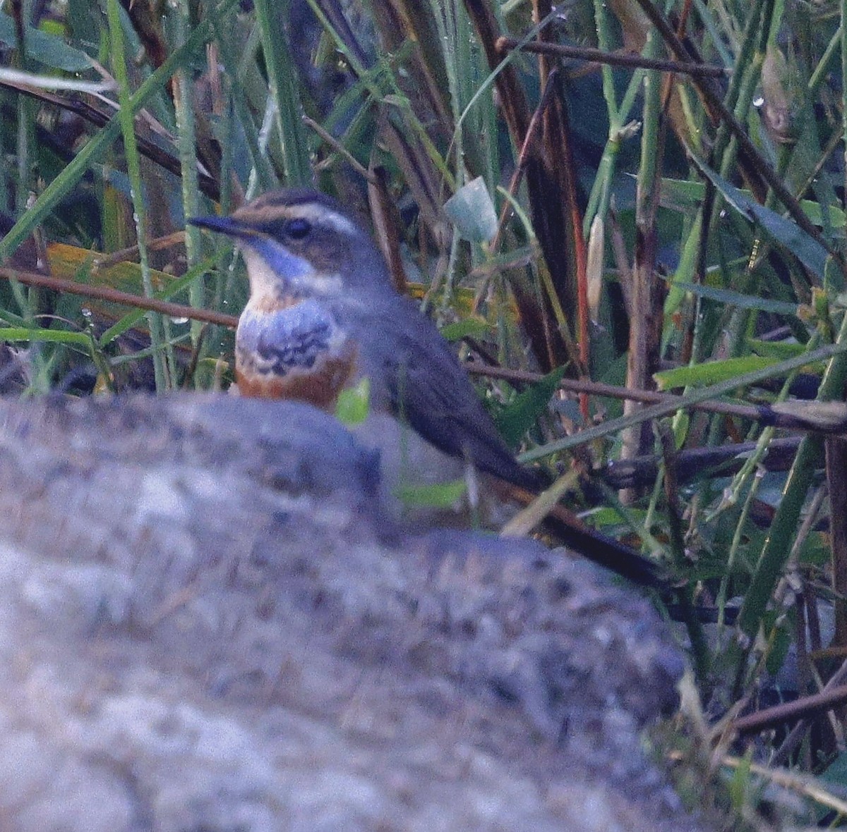 藍喉鴝 - ML645686935