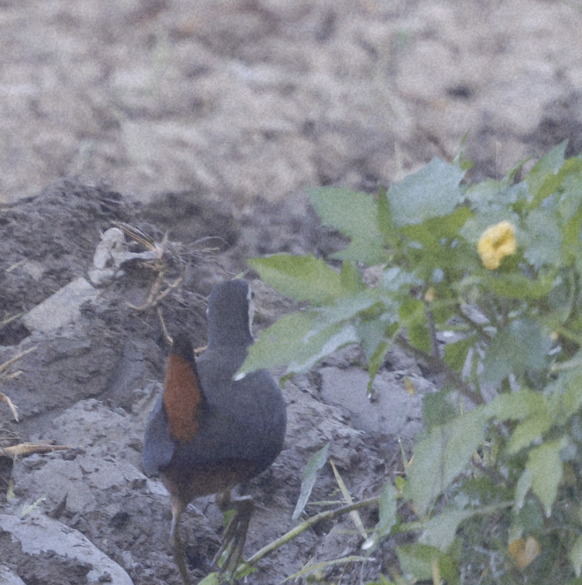 藍喉鴝 - ML645686936