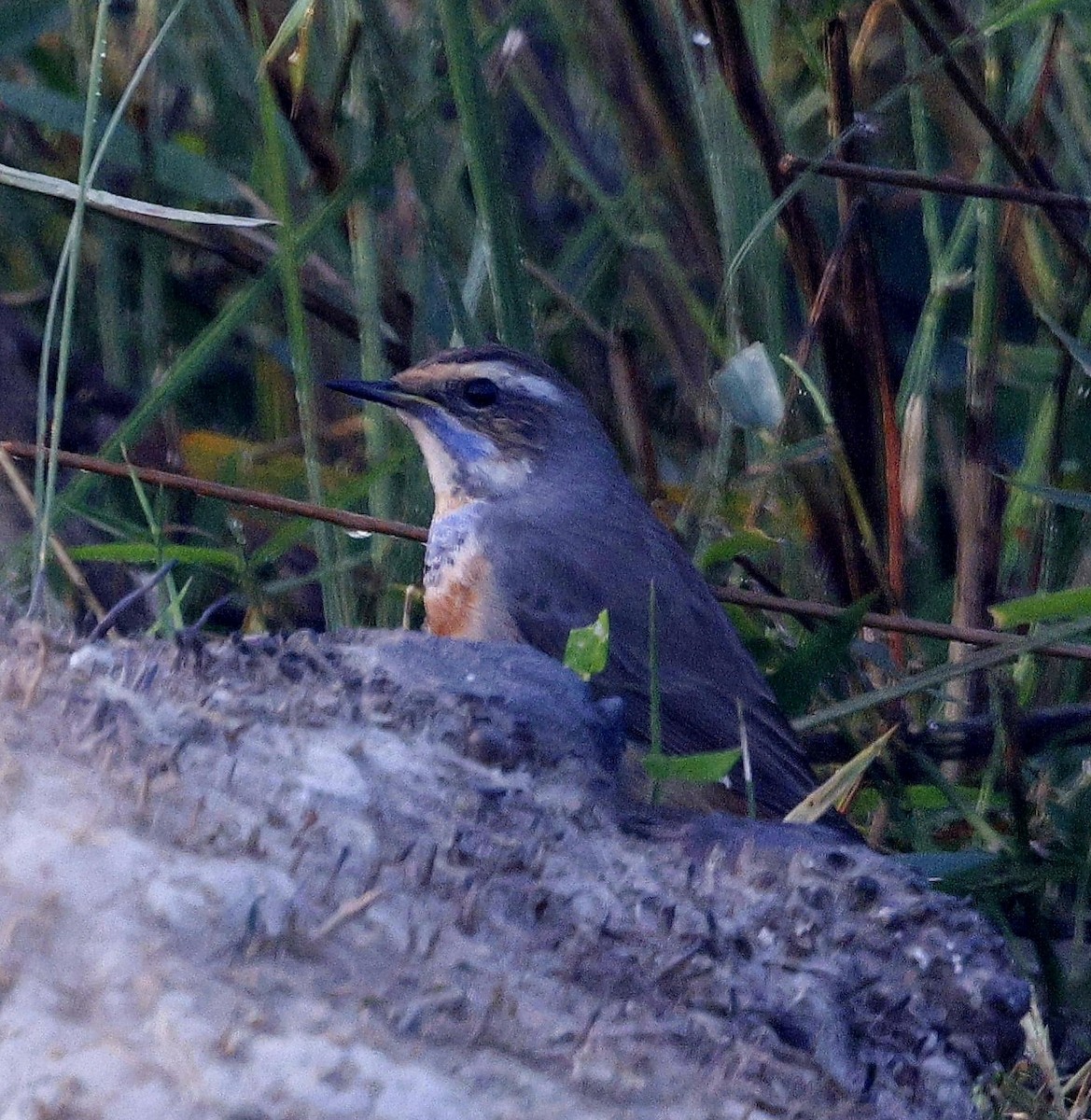 藍喉鴝 - ML645686937