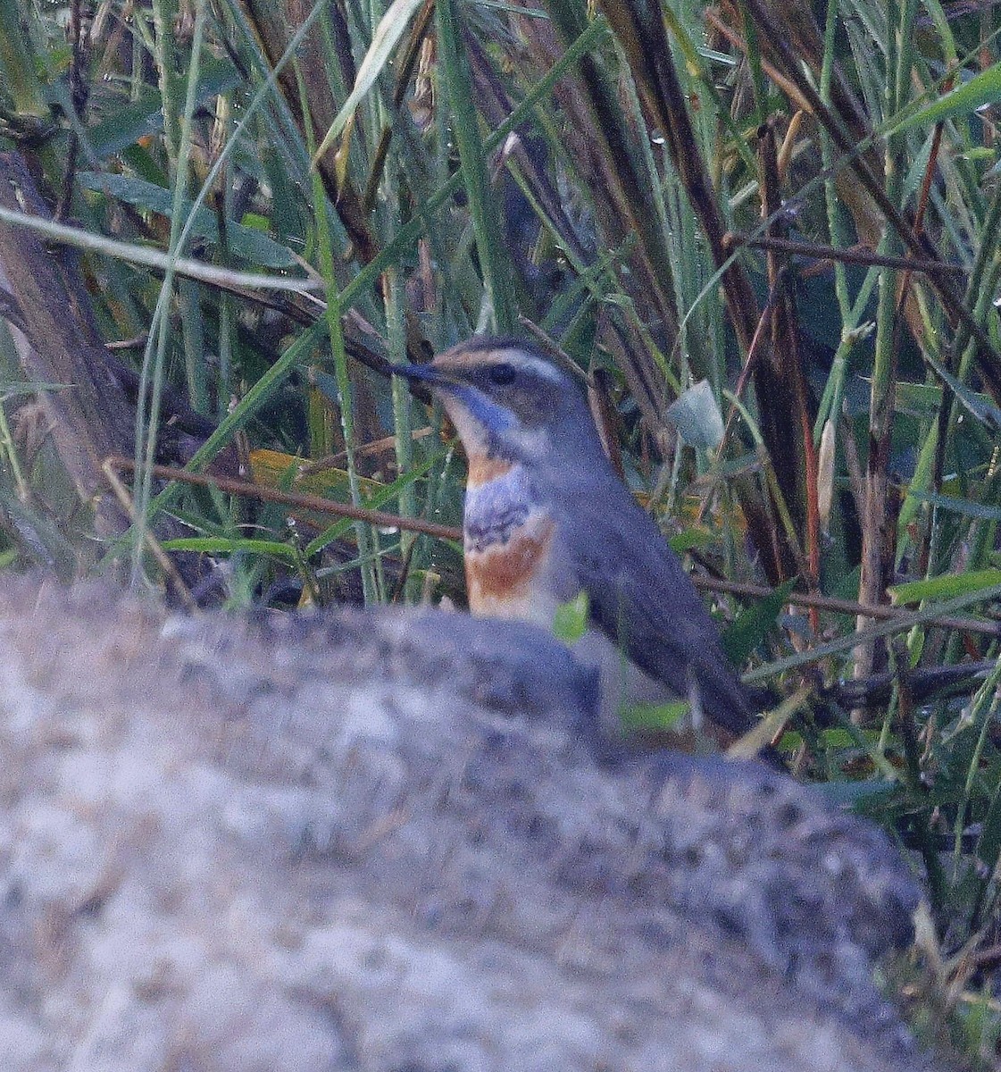 藍喉鴝 - ML645686938