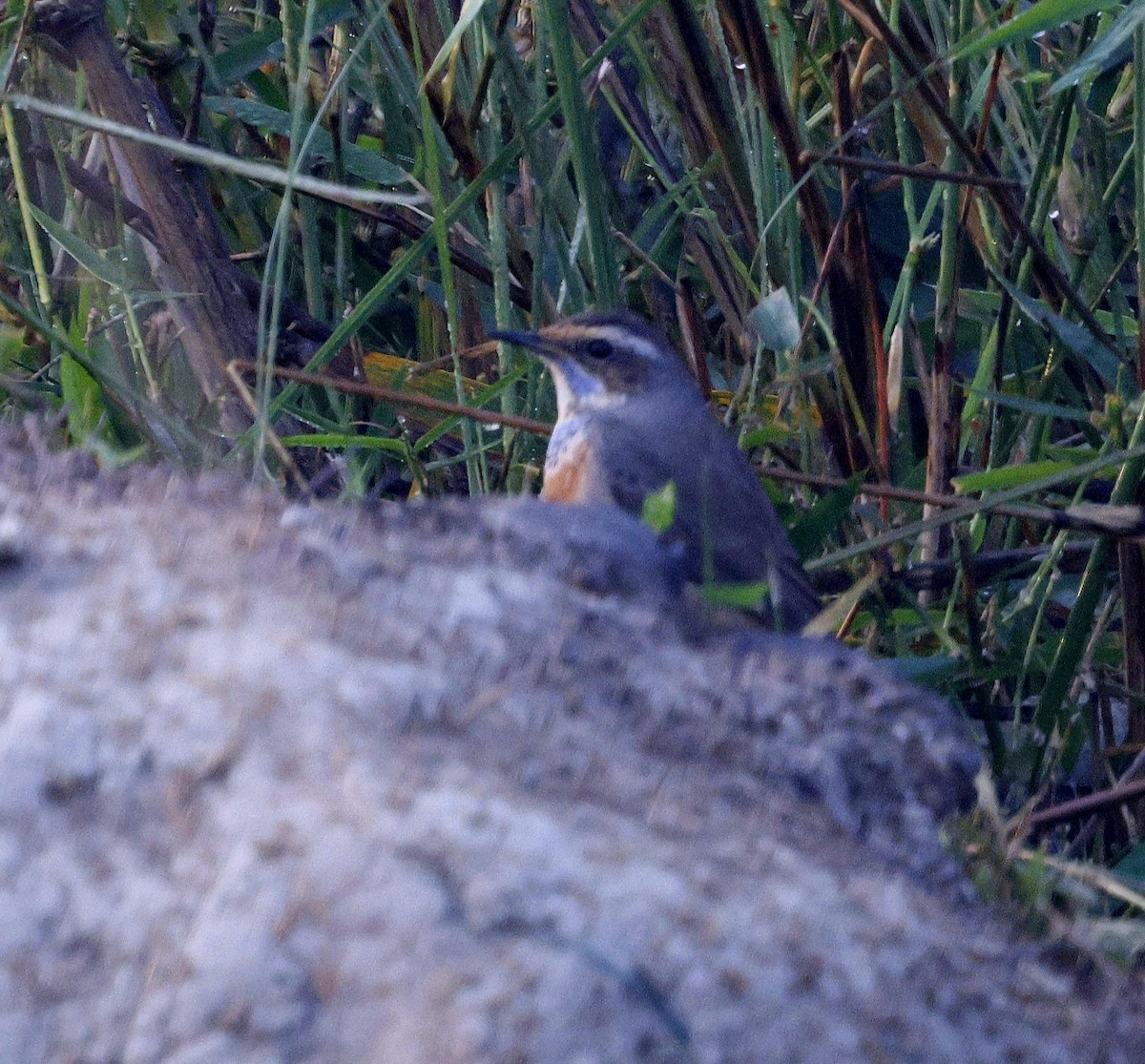 藍喉鴝 - ML645686939