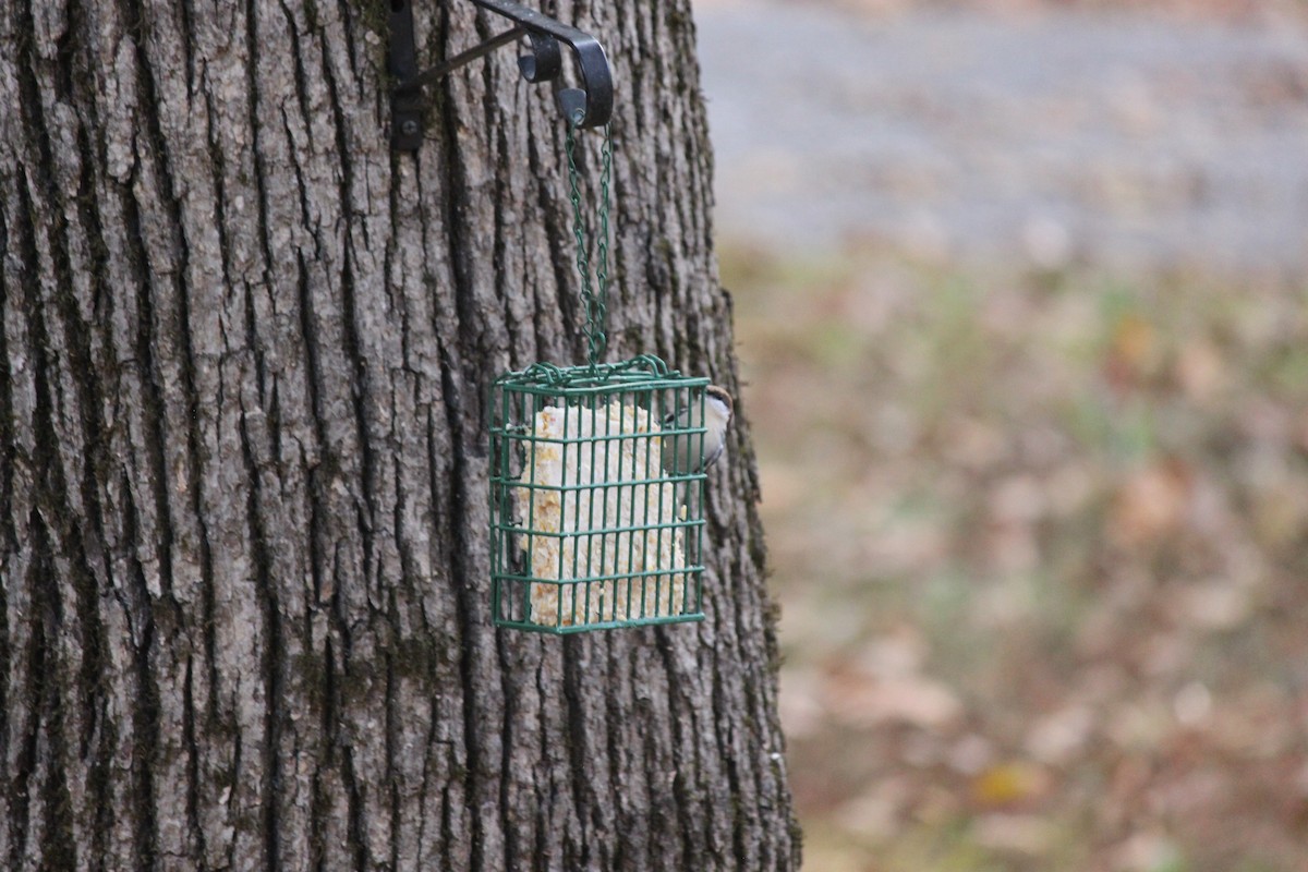 Brown-headed Nuthatch - ML645686941