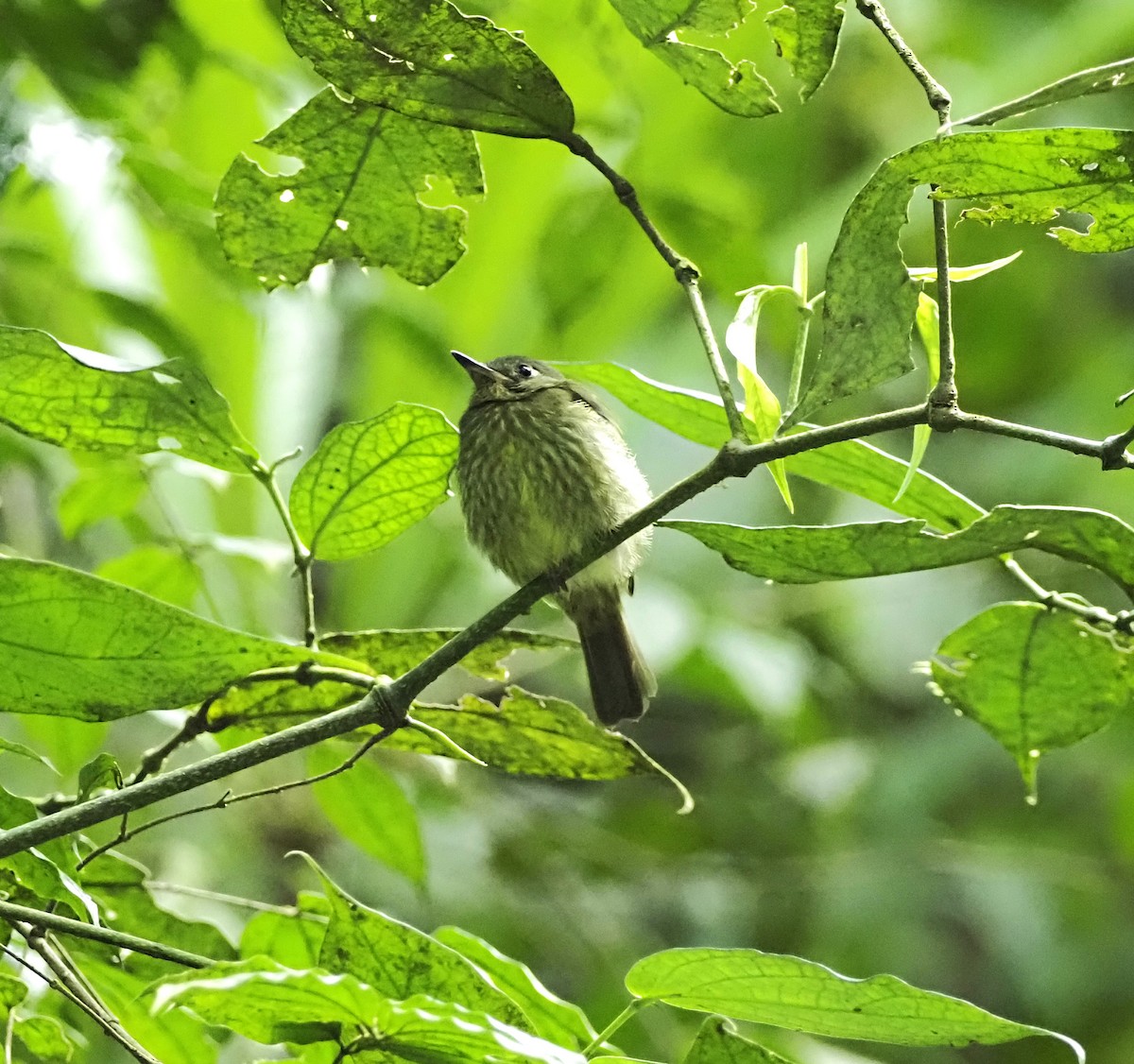 Olive-striped Flycatcher - ML645686942