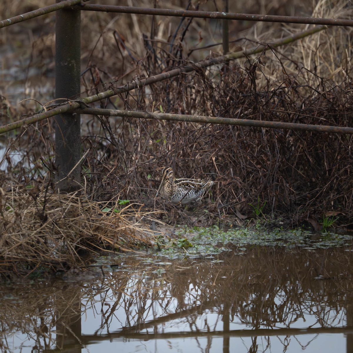 Wilson's Snipe - ML645686943