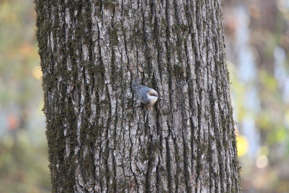 Brown-headed Nuthatch - ML645686944