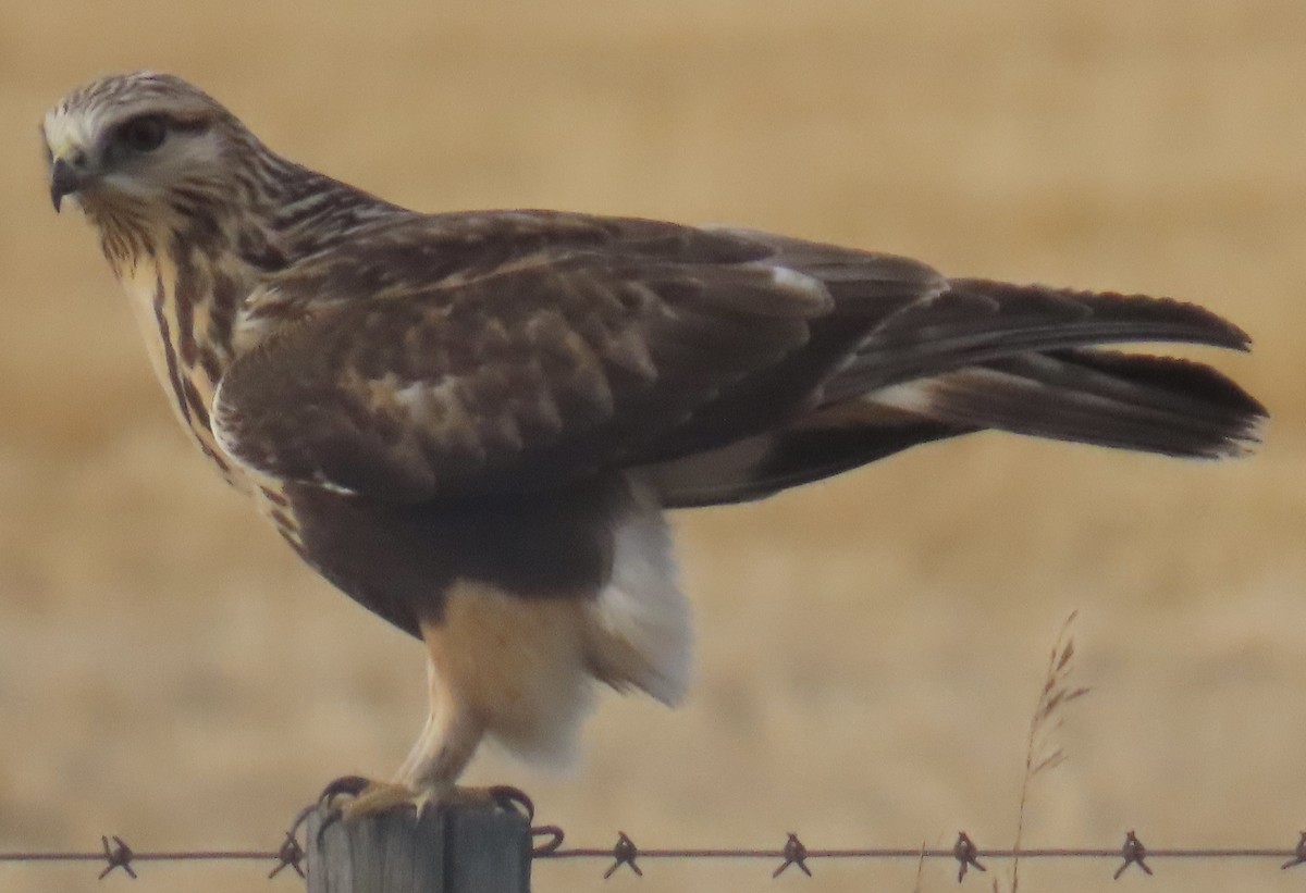 毛足鵟 - ML645686946