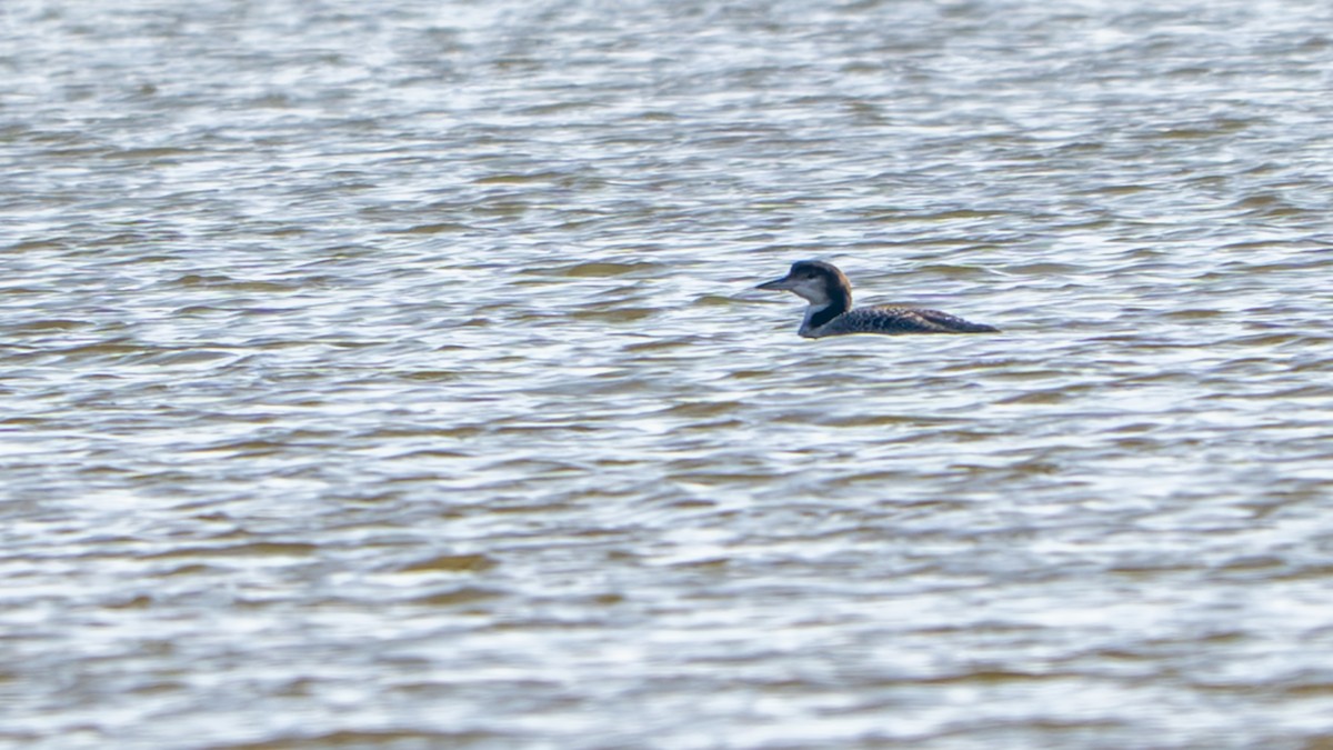 Common Loon - ML645686947