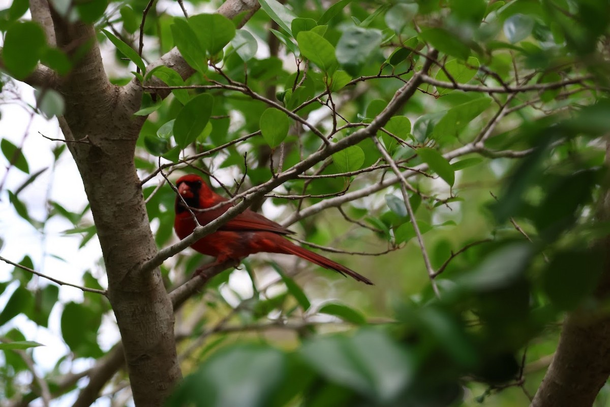 Northern Cardinal - ML645686948