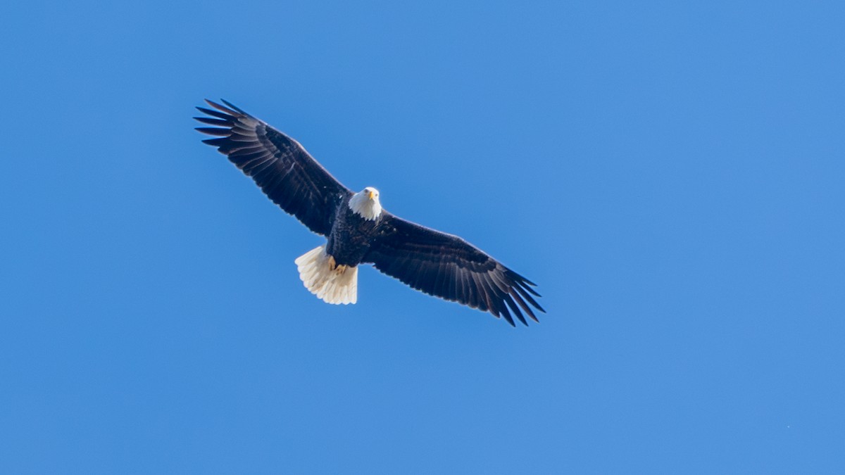 Bald Eagle - ML645686952