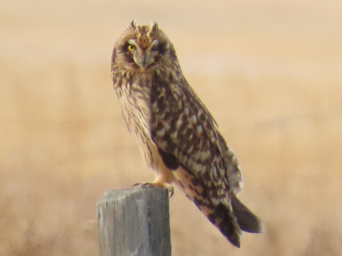 短耳鴞 - ML645686953