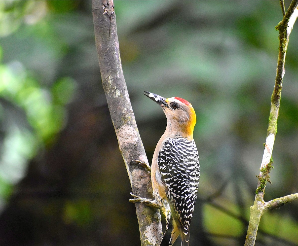 Hoffmann's Woodpecker - ML645686954