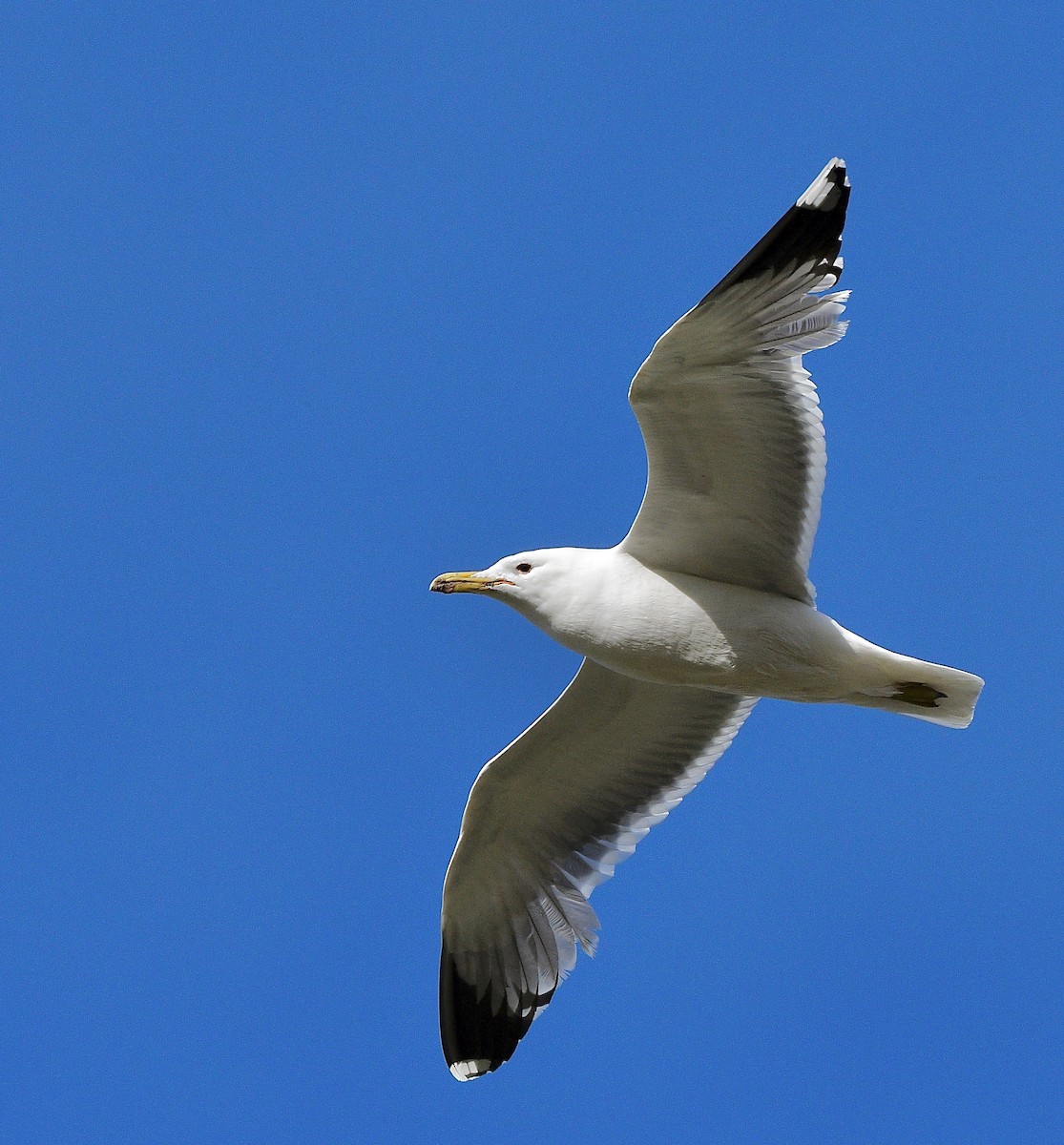 California Gull - ML645686955