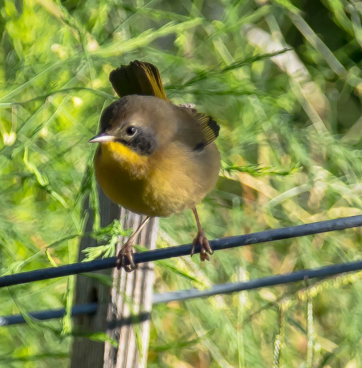 Common Yellowthroat - ML645686958