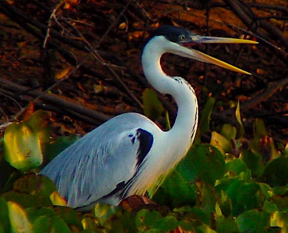 Cocoi Heron - ML645686961