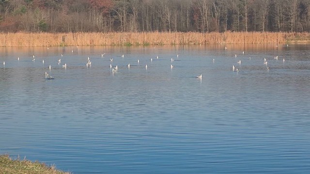 שחף אמריקני - ML645686990