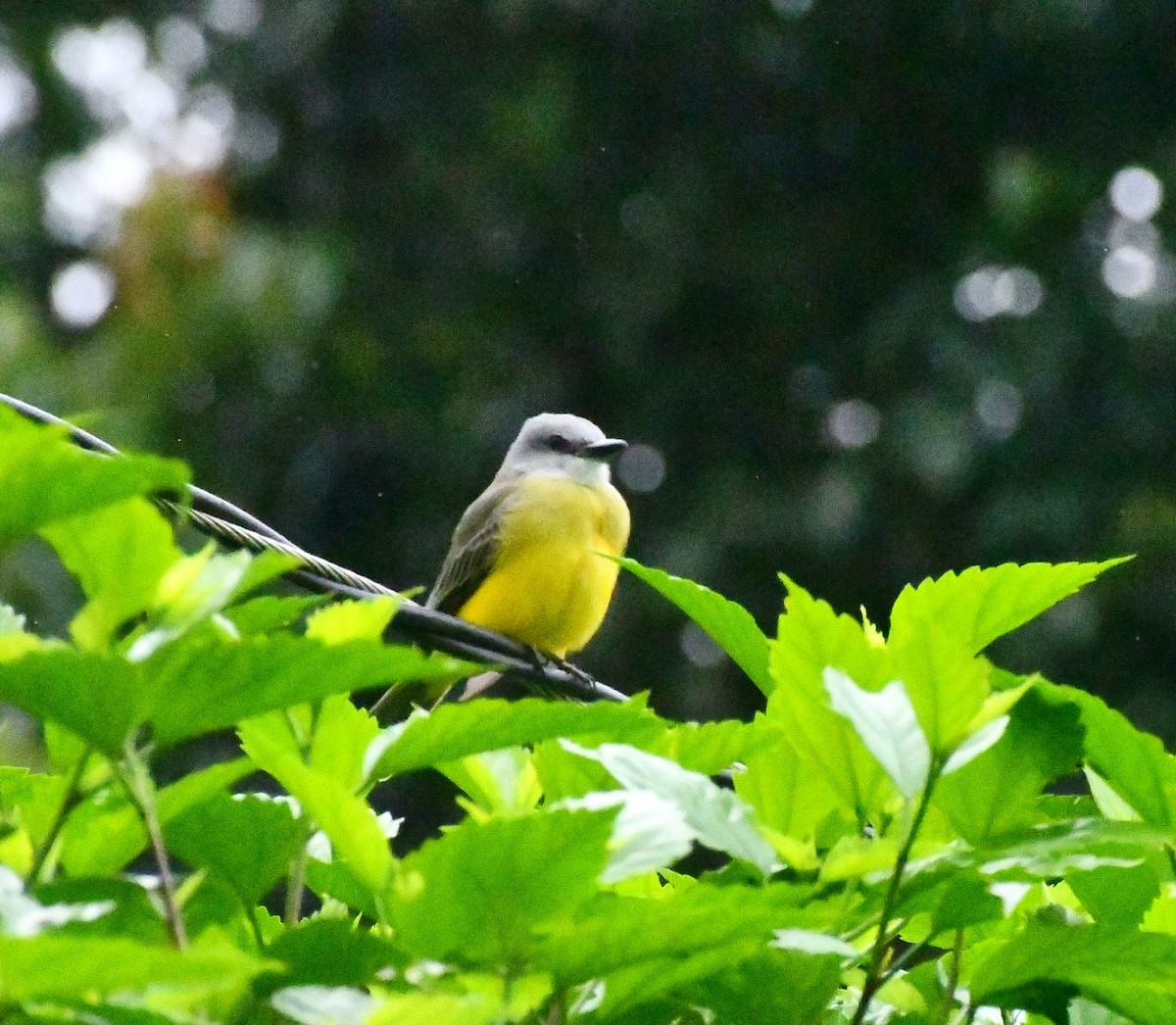 オリーブタイランチョウ - ML645686995