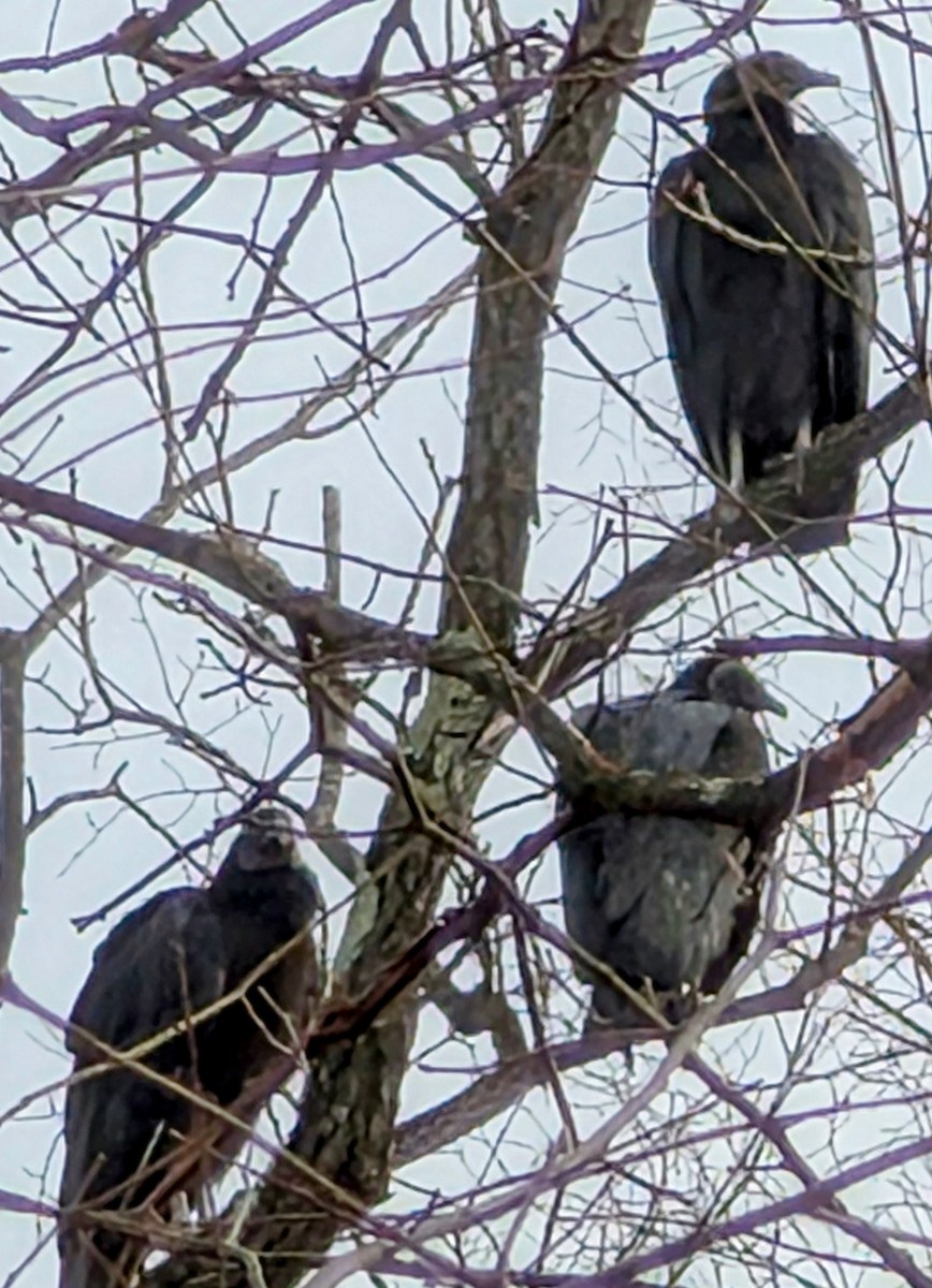 Black Vulture - ML645686999