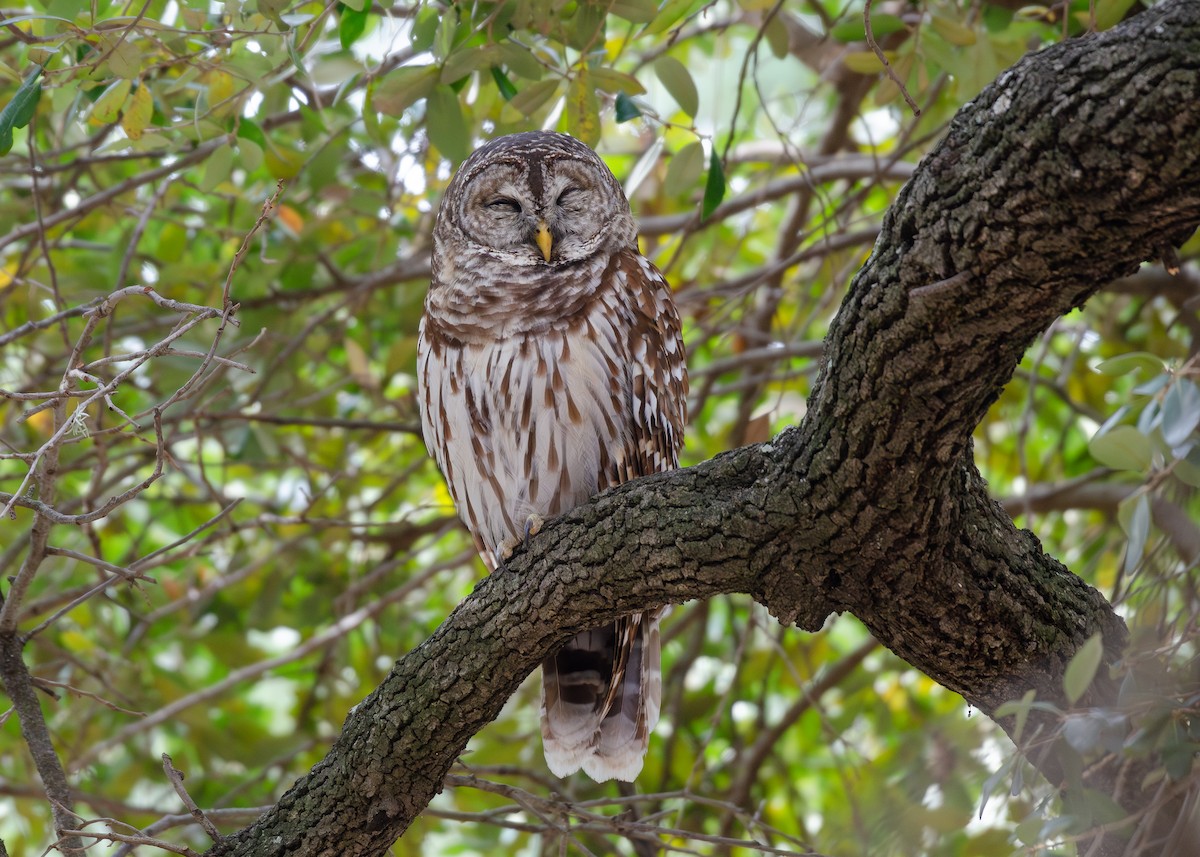 アメリカフクロウ - ML645687010