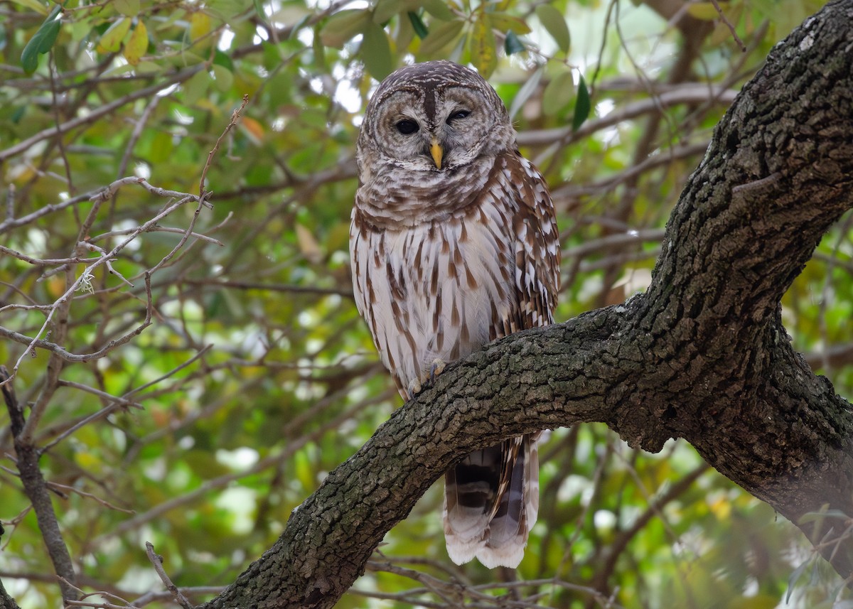 アメリカフクロウ - ML645687011