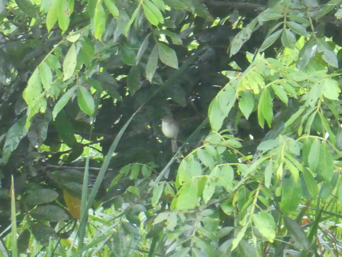 シロノドメジロハエトリ - ML645687017