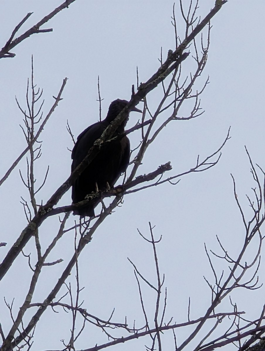Black Vulture - ML645687023