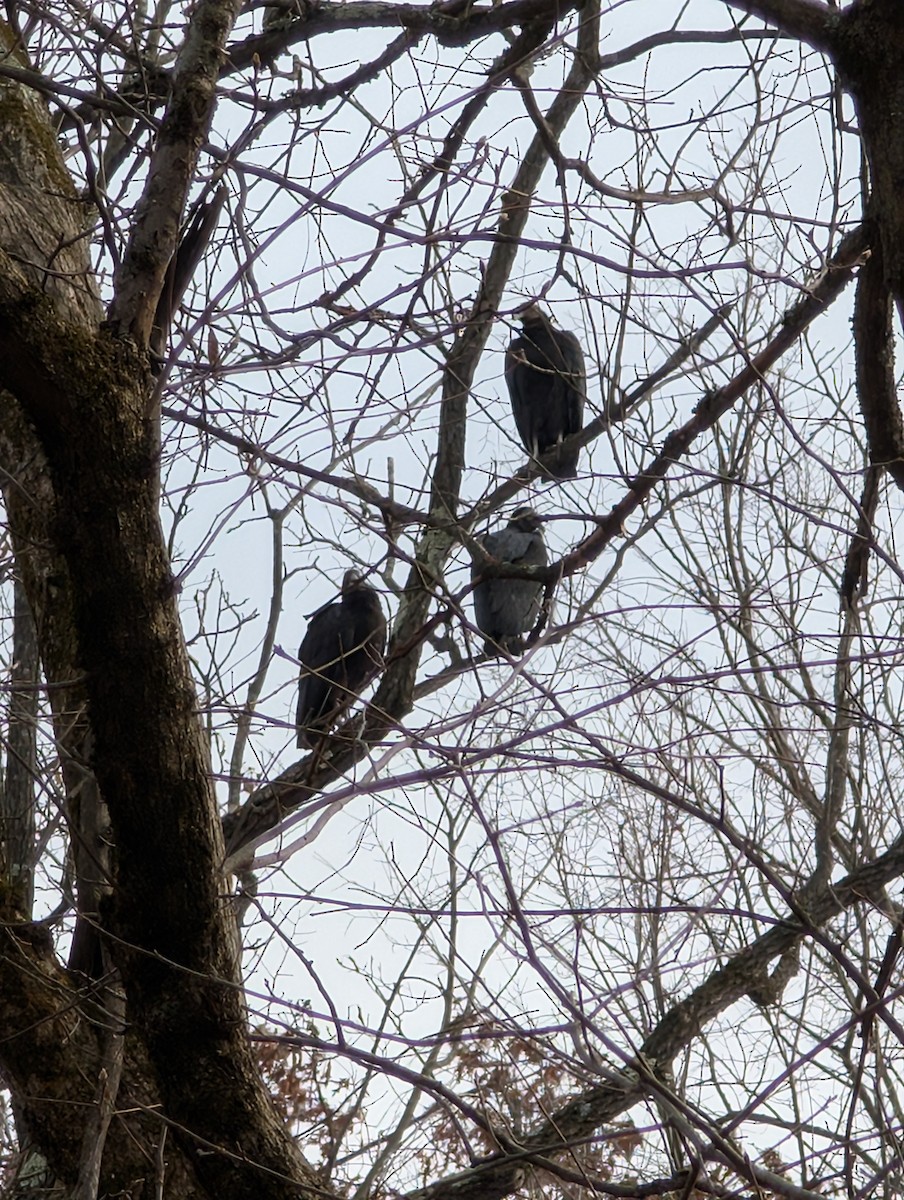 Black Vulture - ML645687024