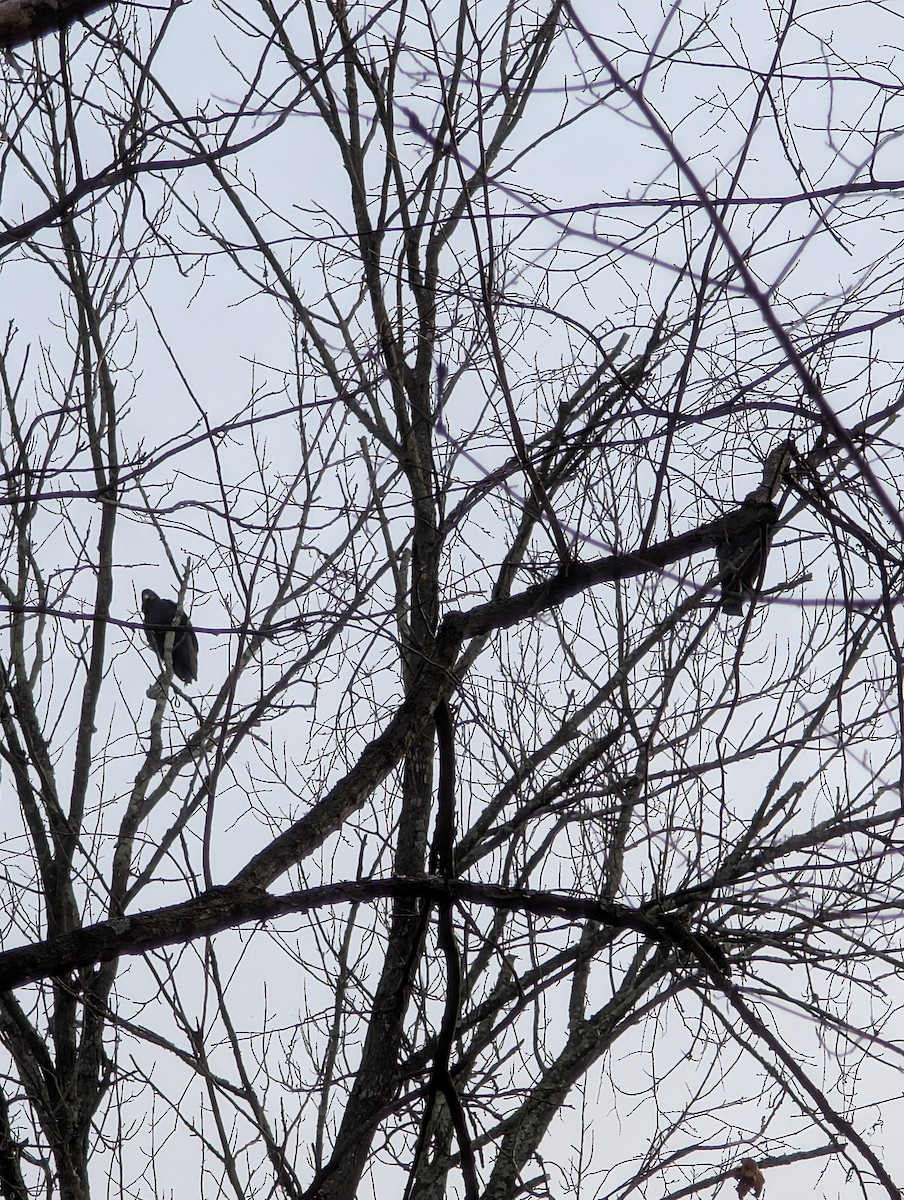 Black Vulture - ML645687025