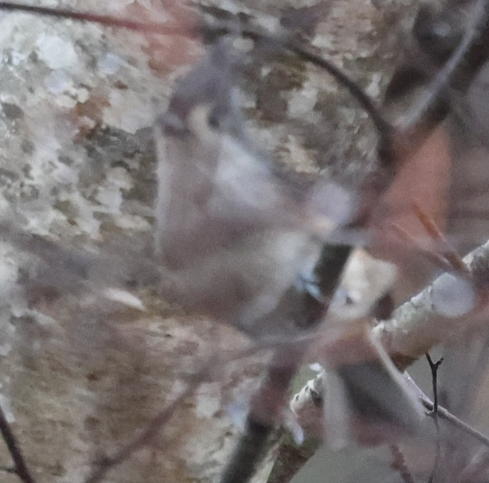 エボシガラ - ML645687027