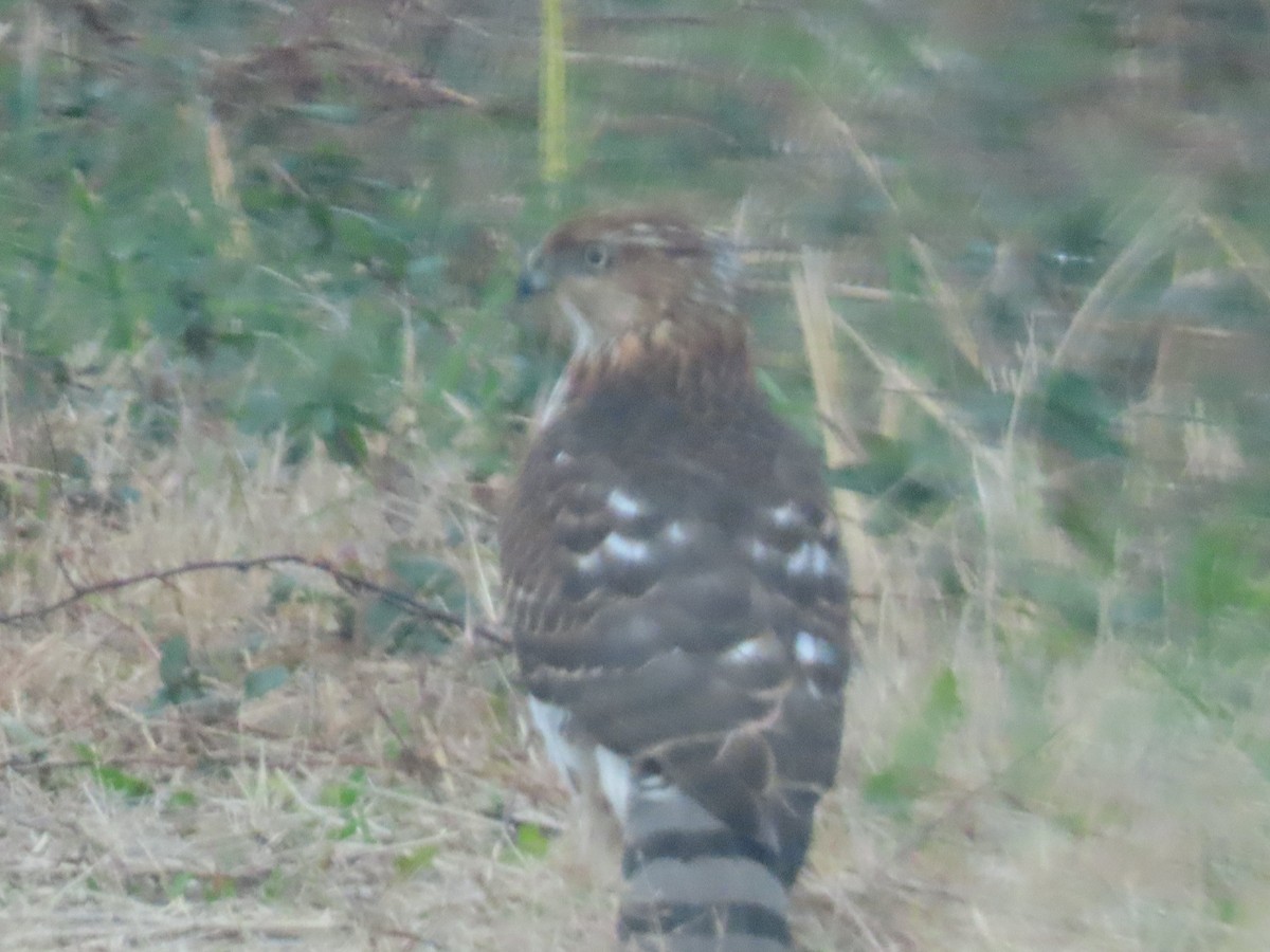 クーパーハイタカ - ML645687028