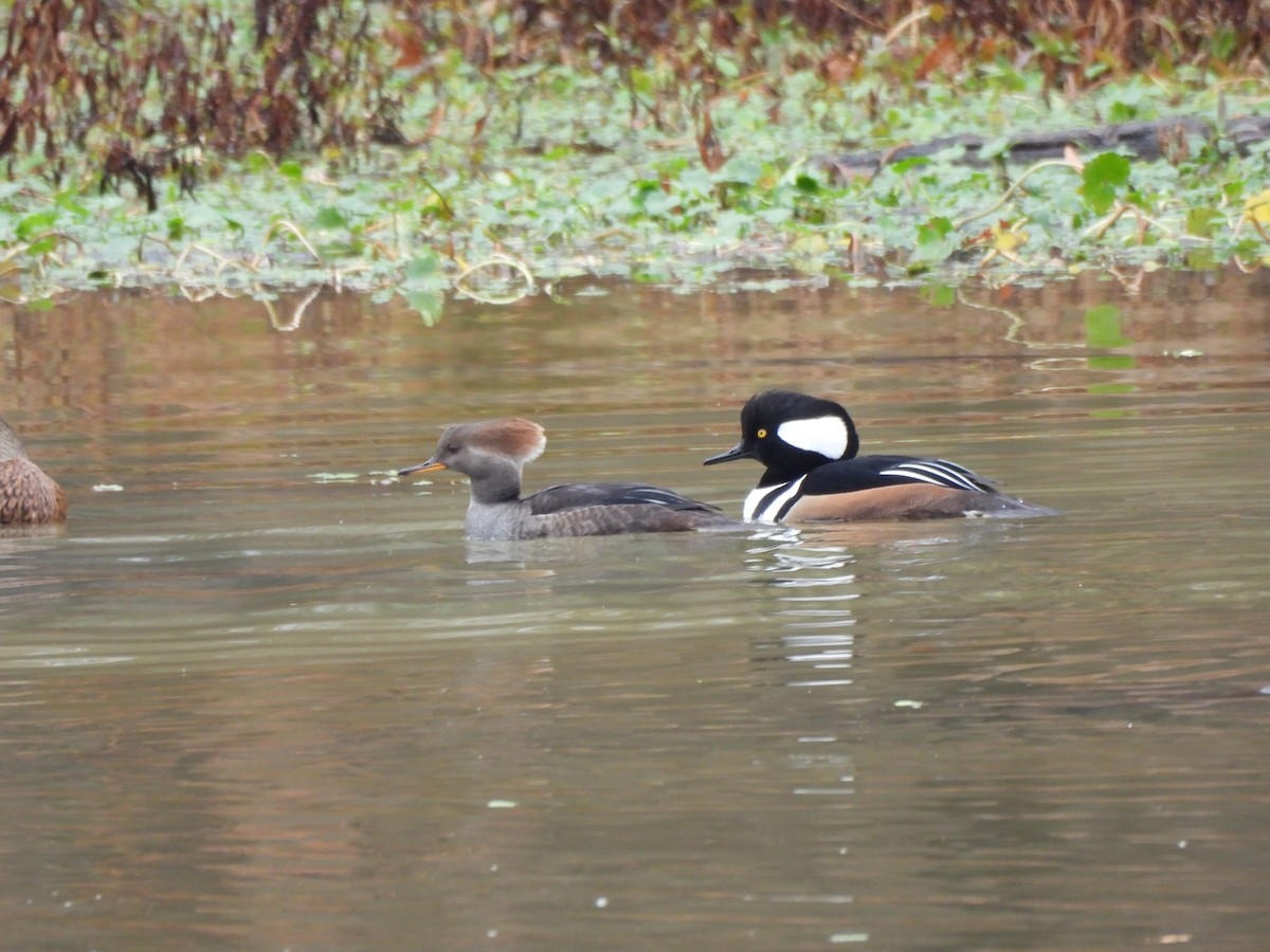 オウギアイサ - ML645687033