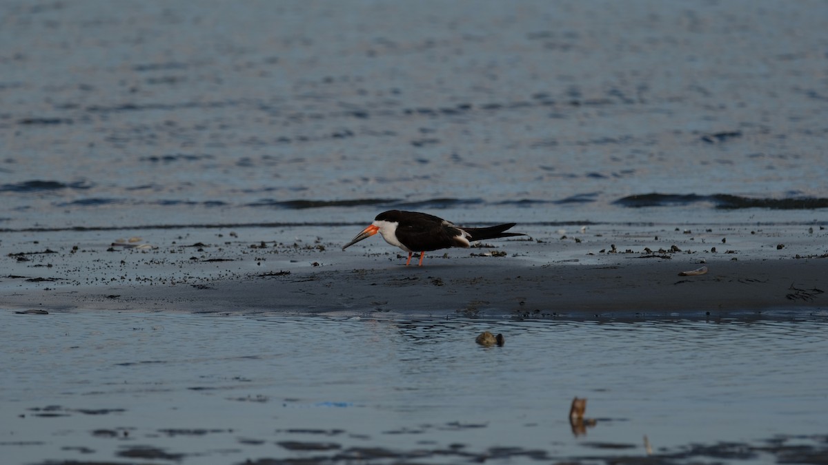 クロハサミアジサシ - ML645687035