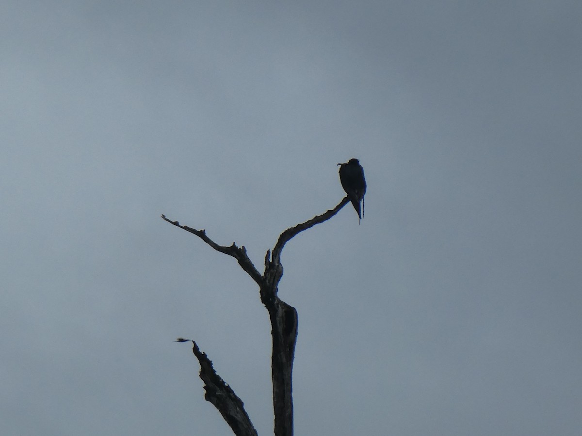 アメリカグンカンドリ - ML645687036