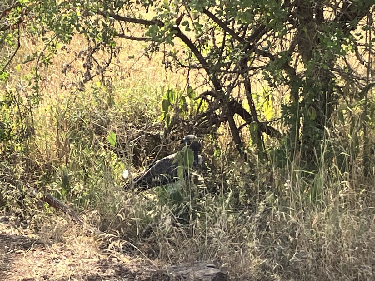 カワリウタオオタカ - ML645687037