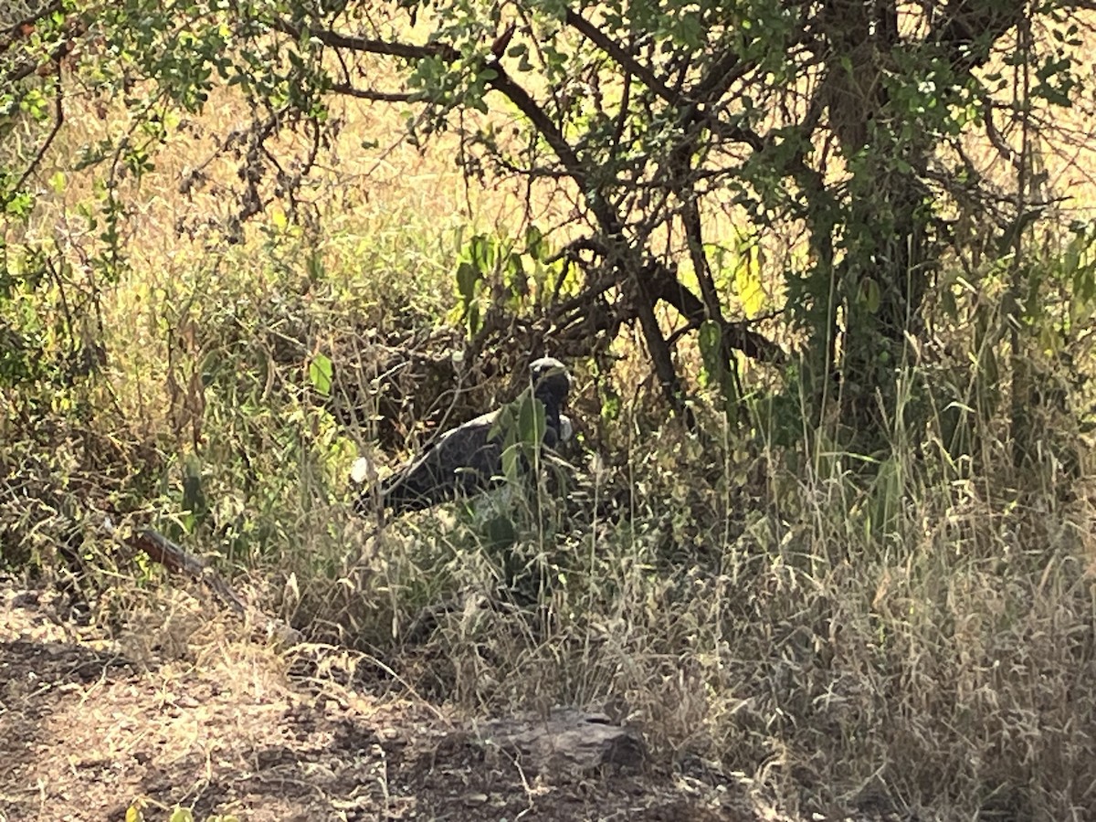 カワリウタオオタカ - ML645687038