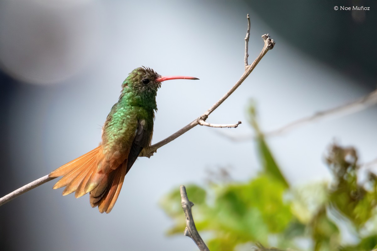 アカハシエメラルドハチドリ - ML645687039