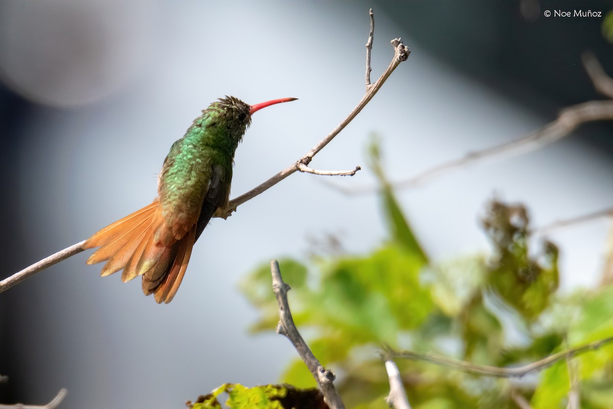 アカハシエメラルドハチドリ - ML645687040